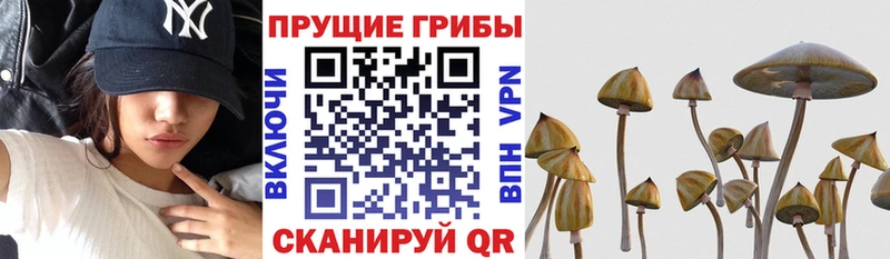 kraken tor  Жуковка  Галлюциногенные грибы Magic Shrooms  хочу  